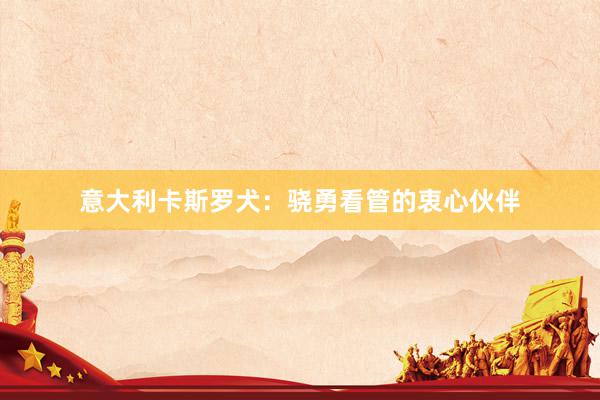 意大利卡斯罗犬：骁勇看管的衷心伙伴